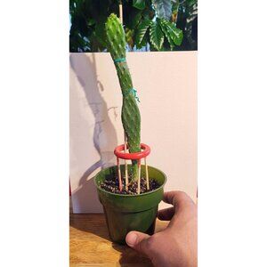 CAC-3 Baby Rooted Red Cactus Pear " Opuntia Cactus | Winter Cactus